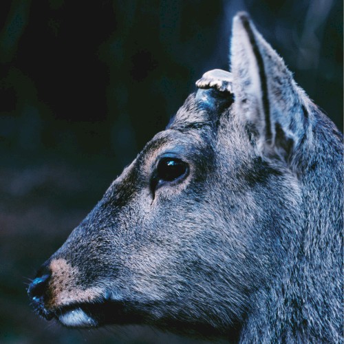 the book about my idle plot on a vague anxiety